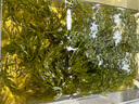 鹽漬馬尾藻 鞭炮筍海藻菜羊棲涼拌菜海草 火鍋食材 鹽漬馬尾藻250g*3袋 曬單實拍圖