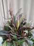 【紅葉朱蕉盆栽】年宵花?老樁室內(nèi)綠植落地好養(yǎng)可水養(yǎng)四季紅植物 紅葉朱蕉【白色梯形盆10苗起】 高度1-1.2米 曬單實拍圖