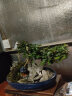 格绿美小叶福建茶树桩造型小盆景室内桌面植物盆栽四季常青办公室绿植花 （蓝釉）-悬崖福建茶+鸡翅木座 实拍图