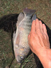鉤尖江湖鉤尖江湖干貨打敗小魚(yú)餌料新品鯉魚(yú)鯽魚(yú)餌料野釣大物黑坑專用搓餌 干貨-打敗小魚(yú) 曬單實(shí)拍圖