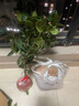 臨雅桂花樹(shù)苗盆栽綠植庭院地栽大樹(shù)室外花卉四季桂金桂老樁好養活植物 四季桂花高50cm左右【多分支-帶原盆】 曬單實(shí)拍圖