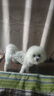 暢享優(yōu)品(cheershare)成犬狗糧10kg牧場(chǎng)野餐牛肉紫薯奶酪凍干輕臭舒腸 10kg 曬單實(shí)拍圖