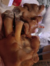 一手店醬豬手230g 曬單實(shí)拍圖