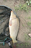 一味化氏MAX釣魚(yú)竿性能怪獸超輕硬高碳素28調休閑黑坑水庫綜合竿手桿 （28調）5.4米+竿稍+禮品 曬單實(shí)拍圖