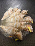 井親東山島鮮活石翁魚(yú)虎頭魚(yú) 石九公魚(yú) 老虎魚(yú)深海魚(yú) 海鮮水產(chǎn) 3斤裝【活凍鎖鮮】 曬單實(shí)拍圖