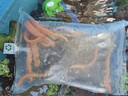 黃金泥鰍魚(yú)苗活體淡水養殖冷水清道夫小金龍魚(yú)缸清潔工具魚(yú)招財魚(yú)新練手活魚(yú)觀(guān)賞魚(yú) 黃金泥鰍苗7-9厘米10條（包活到家） 曬單實(shí)拍圖