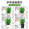 京云夢(mèng)單株白玉虎皮蘭帶盆栽植物花草盆栽葉子土培辦公室月球盆源頭直發(fā) 曬單實(shí)拍圖