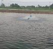 豫滎致富魚塘增氧機(jī)永磁變頻增氧機(jī)魚塘大型家用養(yǎng)魚池塘制氧機(jī)增氧泵制氧 【免調(diào)檔】1.5KW380V變頻節(jié)能款 曬單實(shí)拍圖