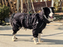 OEMG狗狗衣服夏季邊牧雨衣四腳全包中大型犬衣服寵物衣服金毛狗狗雨衣 星耀黑四季款-速干面料-防潑水 12#(背長30cm，體重10-15斤) 曬單實(shí)拍圖