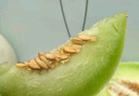 隆千采正宗玉菇甜瓜新鮮頭茬冰淇淋口感【JD/順豐閃送】新鮮水果當(dāng)季 1-2枚裝（整箱3斤）獨(dú)立氣柱包裝 精品好瓜 | 頭茬現(xiàn)摘 曬單實(shí)拍圖