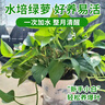 綠蘿盆栽室內植物花卉凈化空氣綠植水培垂吊大葉綠蘿新房客廳家用 【整高30cm盆口16】原裝吸水8盆送包肥料 曬單實拍圖
