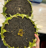 顏曼箐新鮮生吃現(xiàn)摘現(xiàn)發(fā)葵花盤帶籽帶盤孕婦原味向日葵食用葵花子順豐 中盤(直徑20-22cm  2朵) 順豐 曬單實拍圖