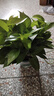 雙盟綠蘿盆栽除甲醛花卉綠植辦公室新房凈化空氣180加侖4盆裝源頭直發(fā) 曬單實拍圖