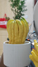 佛手柑云南香櫞果超大10斤單果佛手果香鮮果佛手瓜新鮮食用果 1斤左右（中果1個(gè)） 曬單實(shí)拍圖