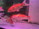 水醫(yī)生硝化細(xì)菌魚缸水族箱穩(wěn)除氯氣清澈劑凈水分解糞便消化用品 硝化菌王1000ml 曬單實(shí)拍圖