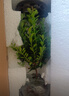 八芽 小葉赤楠盆景擺件室內(nèi)綠植花卉盆栽老樁客廳辦公室桌面好養(yǎng)植物 （【熱銷款】舍得紫砂盆赤楠+苔蘚+底座） 曬單實(shí)拍圖