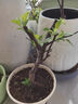 海棠花盆栽樹(shù)苗日本鐵桿北美海棠盆庭院陽(yáng)臺室內耐寒四季花卉植物 三年苗 曬單實(shí)拍圖