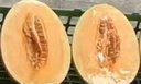 青尊園新疆黃皮哈密瓜 黃金密瓜 新鮮金色哈密瓜當(dāng)季哈蜜瓜 1個(gè) 嘗鮮裝 曬單實(shí)拍圖