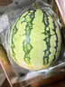正宗黑籽麒麟西瓜應(yīng)季新鮮水果新鮮現(xiàn)摘沙瓤薄皮麒麟瓜 麒麟西瓜 8-9斤 1枚裝 曬單實(shí)拍圖