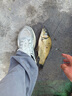 釣魚(yú)王魚(yú)竿手竿輕硬釣魚(yú)竿綜合竿野釣鰱鳙鯉魚(yú)鯽魚(yú)臺釣竿 白刺二代5.4米 曬單實(shí)拍圖