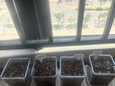 滬上花匠兒童種植小盆栽幼兒園觀察植物種子鳳仙花種籽子小學(xué)生向日葵種孑 【櫻桃番茄】高透明觀察窗套裝+（送20頁觀察記錄本 曬單實(shí)拍圖