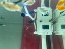 云峰海瑞胎生魚(yú)活體觀賞魚(yú)瑪麗月光牡丹米奇淡水觀賞繁殖瑪麗球小型熱帶魚(yú) 胖嘟嘟的瑪麗球10條（有快生的） 曬單實(shí)拍圖