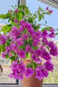 三角梅盆栽帶花發(fā)貨綠櫻四季開(kāi)花重瓣紅爬藤老樁漳紅櫻三角梅樹(shù)苗 【帶花】云南紫三角梅大苗約40cm【原盆原土】 帶盆栽好 曬單實(shí)拍圖