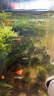 水草套餐三角莫斯淡水松茸火焰垂淚莫斯前景草沉木魚(yú)缸水族箱造景 散裝莫斯50g 送膠水綁線(xiàn) 曬單實(shí)拍圖