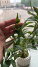 八芽小葉梔子花盆栽開(kāi)花植物室內(nèi)桌面茶幾好養(yǎng)花卉綠植辦公室凈化空氣 小葉梔子花-陶瓷豎紋盆 帶盆栽好 曬單實(shí)拍圖