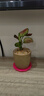 八芽如意盆栽吉利紅室內好養花卉小綠植辦公桌面植物盆景源頭直發(fā)包郵 迷你吉利紅-星徽盆 帶陶瓷盆栽好 曬單實(shí)拍圖