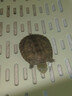 茶巷友名 黃侯擬水龜三黃小青龜活體爬寵烏龜 2-3cm小青龜(精心挑選) 1只(單身貴族)(精心挑選) 曬單實(shí)拍圖