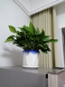 雙盟綠蘿盆栽除甲醛花卉綠植辦公室新房凈化空氣180加侖2盆裝源頭直發(fā) 曬單實拍圖