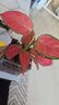 南國愛大吉利紅如意皇后盆栽綠植花卉室內(nèi)客廳好養(yǎng)活紅火植物美觀陶瓷水 小吉利紅早安吸水盆 含盆 曬單實(shí)拍圖