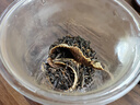 下關(guān)沱茶普洱生茶熟茶葉百福雙餅三年陳料生熟茶組合357g*2餅禮盒送禮 曬單實(shí)拍圖