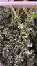 羽衣甘藍(lán)新鮮生鮮蔬菜嫩葉甘蘭芥藍(lán)西餐沙拉榨汁減肥減脂 羽衣甘藍(lán)閨蜜2斤裝 曬單實拍圖