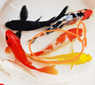 錦鯉魚活體觀賞魚活魚小型易養(yǎng)冷水淡水魚小魚苗錦鯉金魚好看錦鯉 6-8cm 六色錦鯉套餐6條 曬單實(shí)拍圖