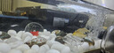 YEE硝化細菌魚(yú)缸用水族箱凈水劑濃縮干粉水質(zhì)凈化消化細菌硝化菌膠囊 【精品級】高效凈化水質(zhì)100粒 曬單實(shí)拍圖