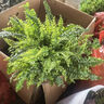 波士頓室內(nèi)植物厥盆栽綠植辦公室蕨類植物波士頓蕨綠植 盆栽 波斯頓厥+1加侖盆 默認(rèn)分類 曬單實(shí)拍圖