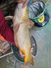 GW光威魚(yú)竿玄策戟大物版6.3米草青大物臺釣竿狂拉大物桿尋魚(yú)竿巨物 曬單實(shí)拍圖