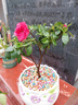 四季開花 西洋杜鵑花苗盆栽室內(nèi)庭院植物紫杜娟花樹映山紅帶花苞 紅杜鵑6年苗（帶花苞） 帶加侖盆 曬單實(shí)拍圖