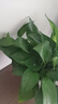 梔子花盆栽花卉植物室內(nèi)帶花苞陽臺水培綠植濃香型大樹苗四季好養(yǎng) 2盆【160寬】+加倉盆 含盆 曬單實拍圖