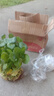 銅錢草水培盆栽辦公室內室外花卉金錢草綠植吸好養(yǎng)花草植物 精品銅錢草帶葉發(fā)貨1盆（不含盆） 曬單實拍圖