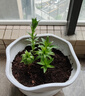 花行榜香水百合花種球盆栽花卉綠植 混搭色5顆+加侖盆+土源頭直發(fā) 曬單實拍圖