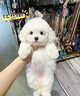 純種比熊幼犬小型小體活物卷毛血統(tǒng)比熊犬茶杯寵物狗狗長不大可愛 寵物級 比熊【視頻選寵】 曬單實(shí)拍圖