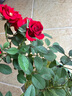 景郁春 JIRYUCUR玫瑰花苗特大花月季花苗綠植陽臺(tái)盆栽薔薇花苗卡羅拉源頭直發(fā) 曬單實(shí)拍圖
