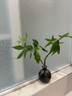 樂高（LEGO）【年糕媽媽同款】積木得寶10914 豪華繽紛桶大顆粒兒童玩具禮物 曬單實拍圖