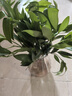 驅(qū)蚊竹柏水培植物大棵室內(nèi)水養(yǎng)綠植花卉盆栽辦公室桌面驅(qū)蚊草好養(yǎng) 精選竹柏10棵+透明鉆石瓶+肥+石 曬單實(shí)拍圖