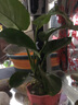 瘋狂水草（FKSC）魚缸水草植物直接入缸陰性水草浮萍凈化水質(zhì)套餐懶人 小芭榕 曬單實拍圖
