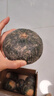 京鮮生 山東貝貝南瓜凈重5斤(品種：麻籽) 中果300g+ 板栗香 源頭直發(fā) 曬單實拍圖