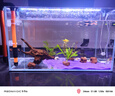 森淵（SENYUAN） 紫柚木精品天然魚缸造景沉木秒沉大號免煮樹樁樹根曬龜臺造景木 20-30cm精品沉木 曬單實拍圖